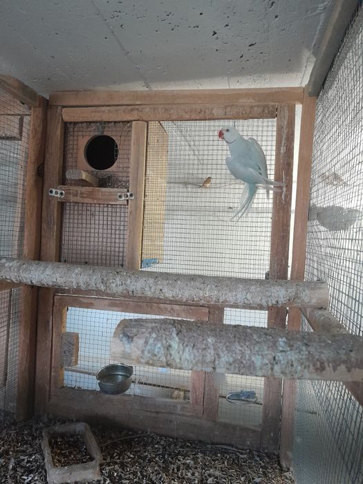 Aleksandretta obroźna