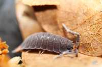 Uramba triangulifera, równonogi, ekipa sprzątająca, isopoda