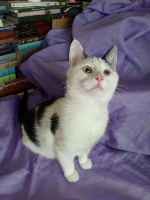 Котик Мурчик, безкоштовно