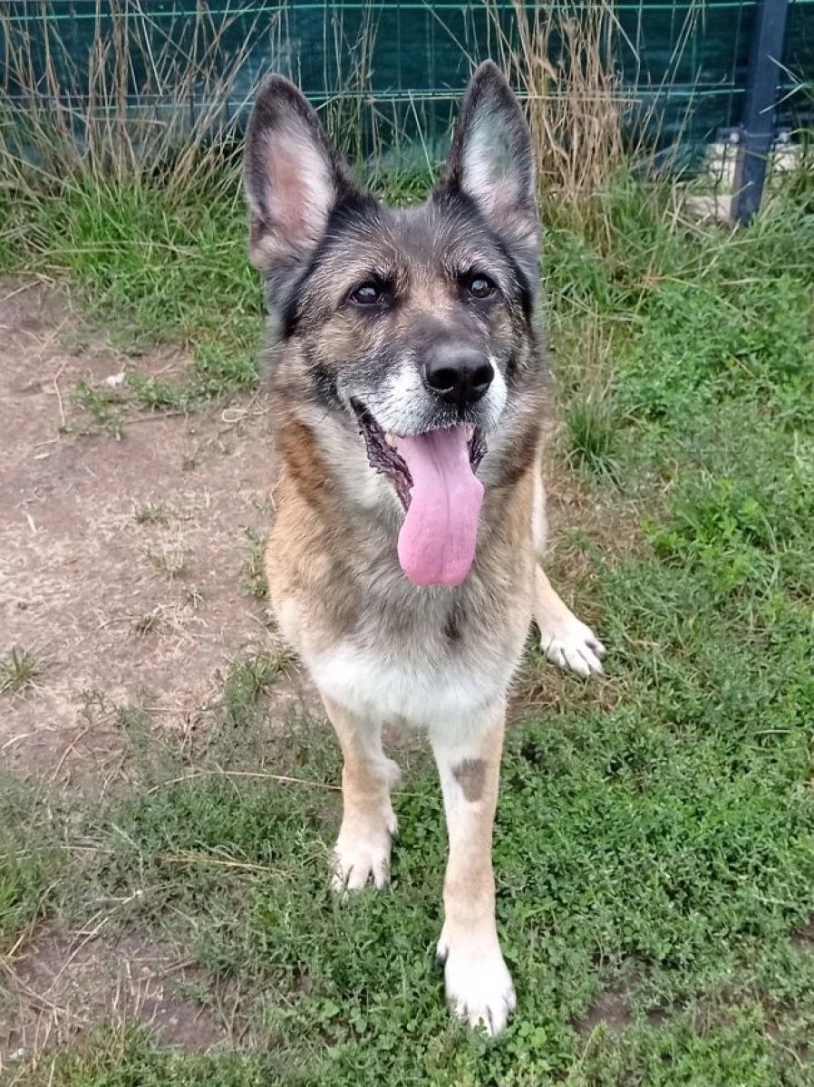 Lara w typie Owczarka niemieckiego do adopcji!