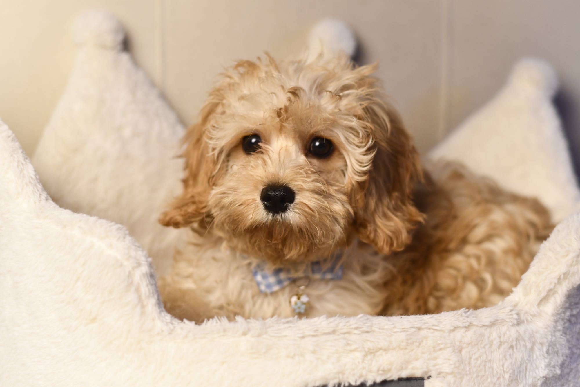Cavapoo F1  wyjątkowy chłopiec gotowy do odbioru