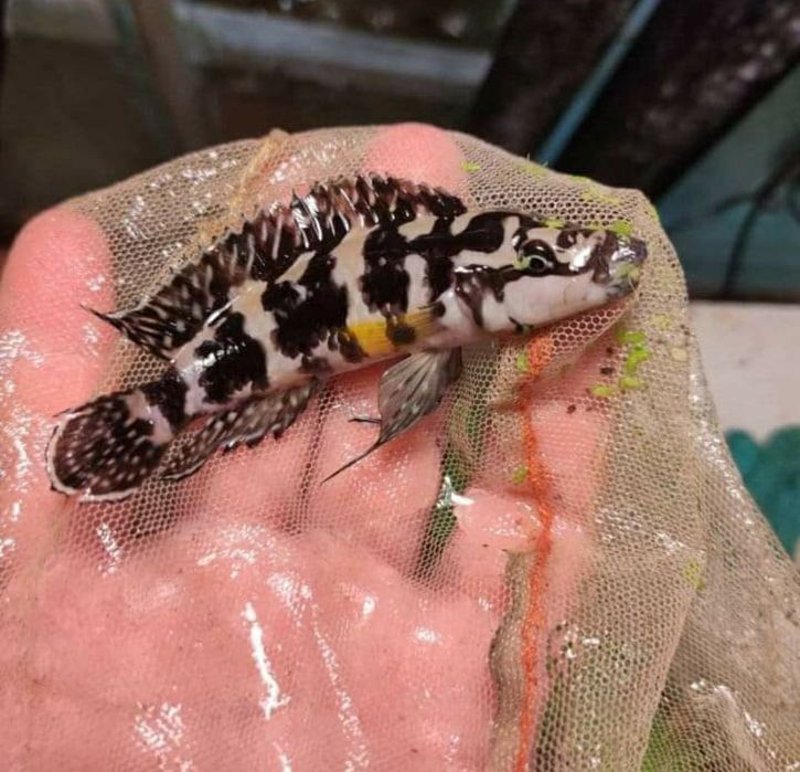 Продам Юлідохроміси Танганійска цихліда