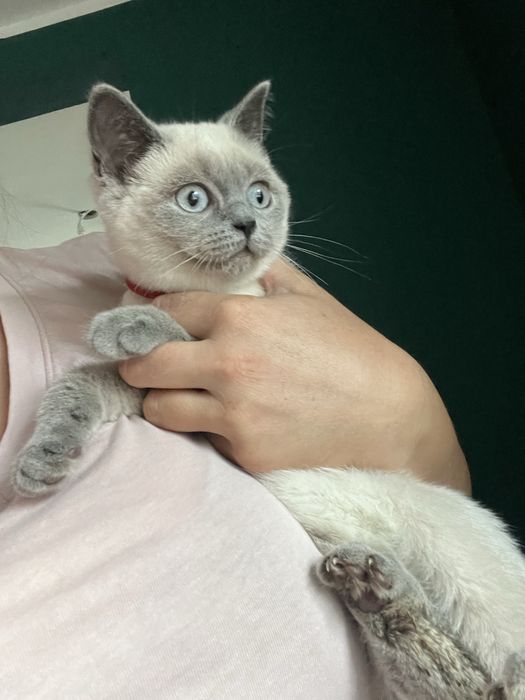 Śliczna kotka   Brytyjska Bambi   Point Blue po Ojcu FPL duza wyprawka