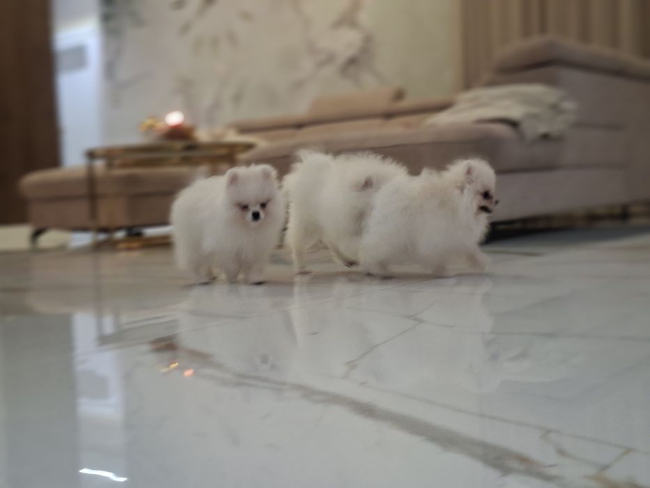 Szpic miniaturowy, pomeranian biały piesek