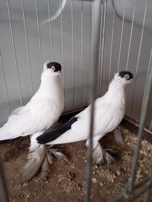 Krymki białostockie