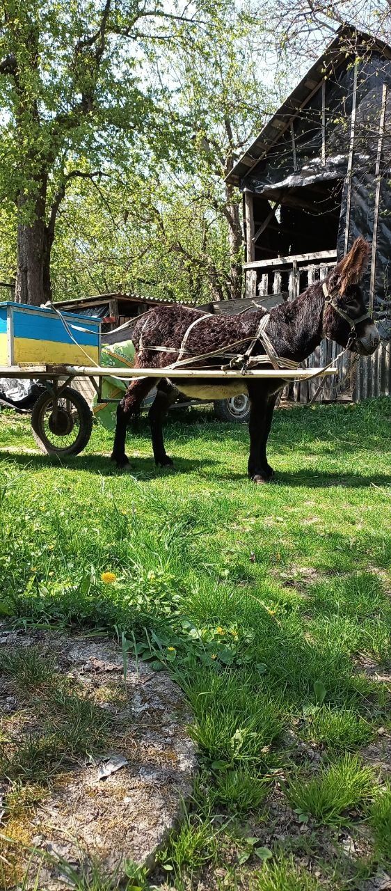 Ослик Поло шукає нового господаря.