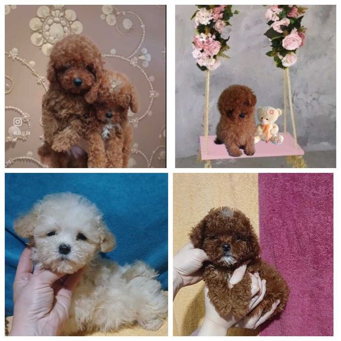 Кучерявые мини мишки Мальтипу и той пуделя будут до 24 см ростом.