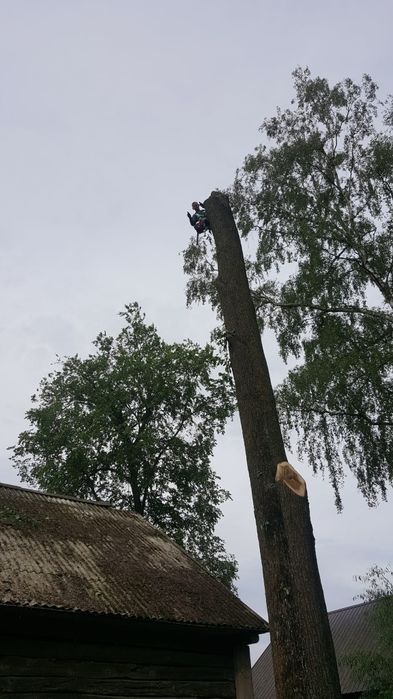 Wycinka drzew metoda alpinistyczna