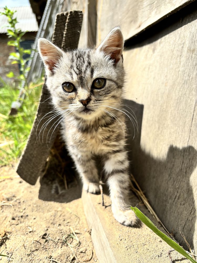 Віддам котика в добрі руки