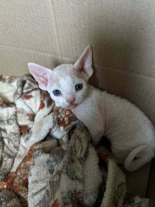 Продам котят породы Девон-Рекс