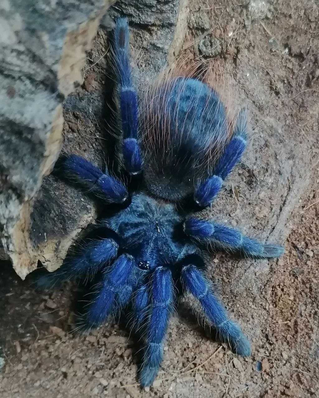 Самцы паука птицееда для новичков синие сазимаи тарнтулы