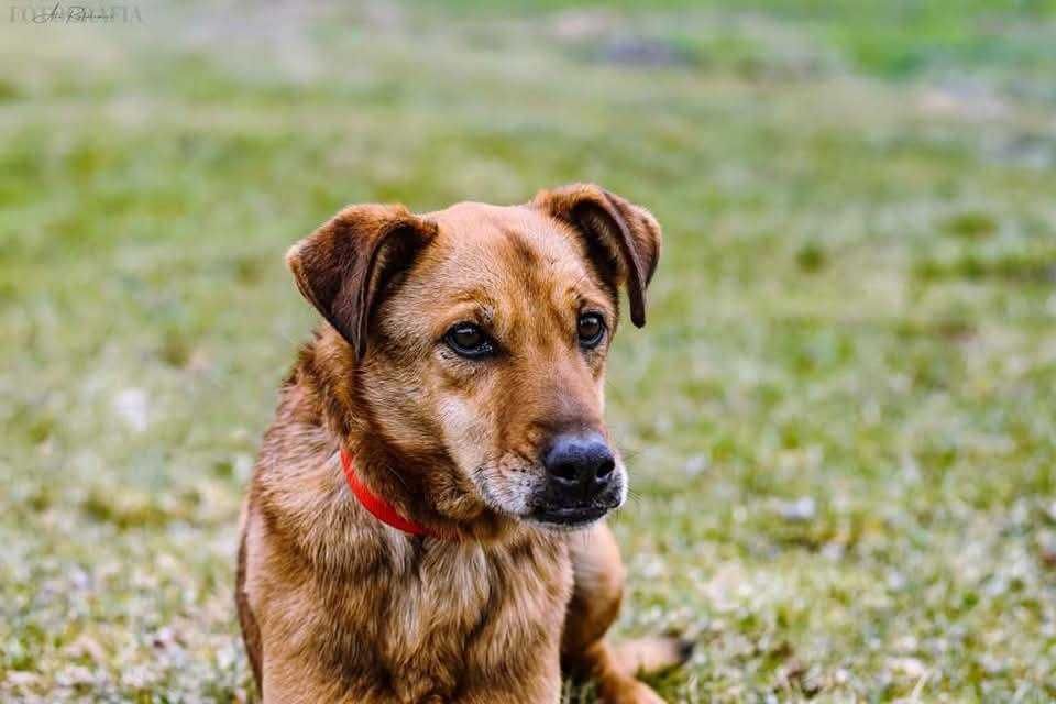 Psi senior Scooby od dwóch lat czeka na wymarzony dom