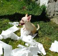 Chihuahua FCI jasny biały pies krótkowłosy chłopczyk kremowe ZKwP