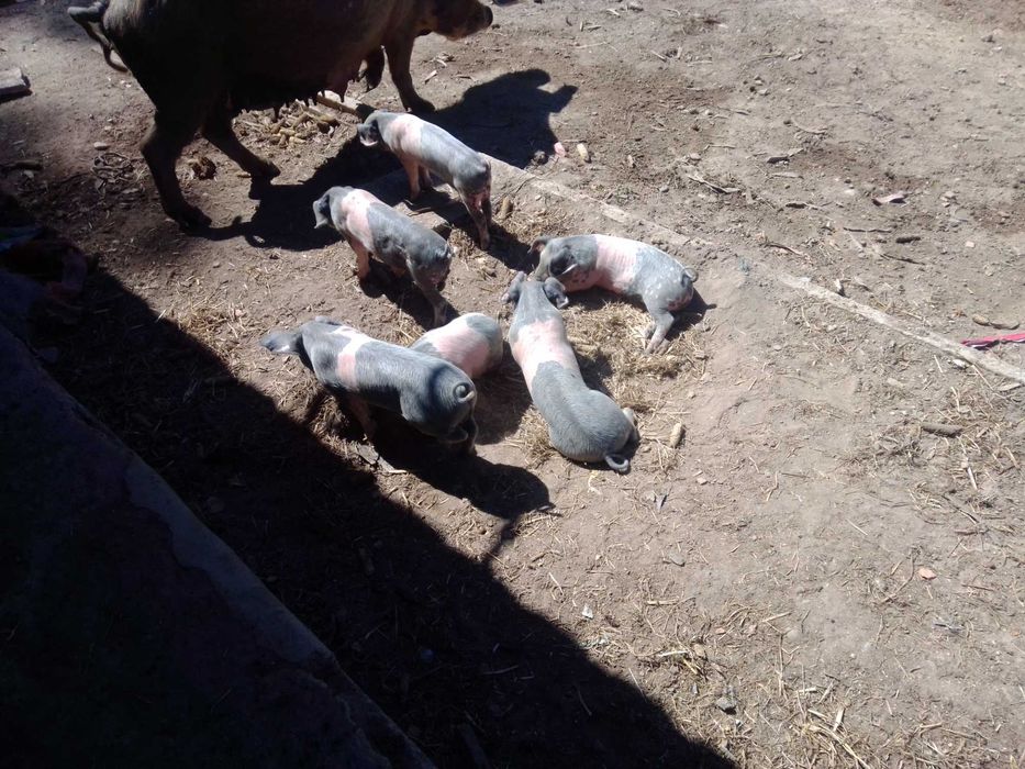 Leitões Bisaros para venda