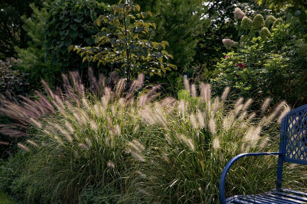 Rozplenica japońska 'Magic' (Pennisetum alopecuroides) Doniczka 2.0L