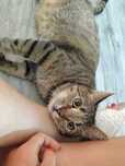 Grubson miziasty bury kotek do adopcji