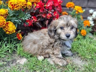 Maltipoo z metryką