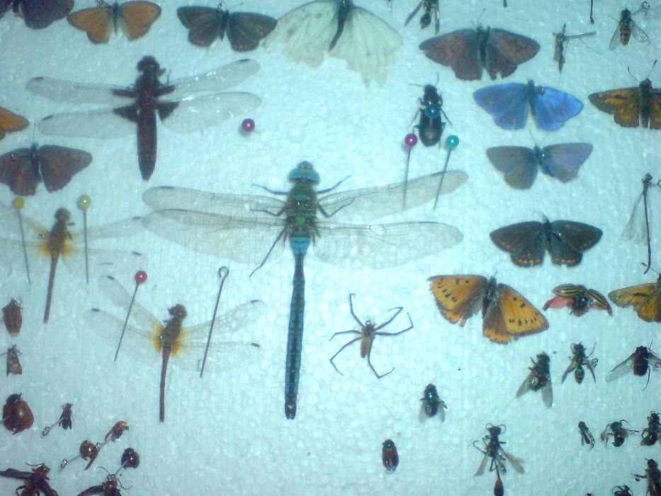 Продам комахи,метелики,жуки,бабочки,насекомые