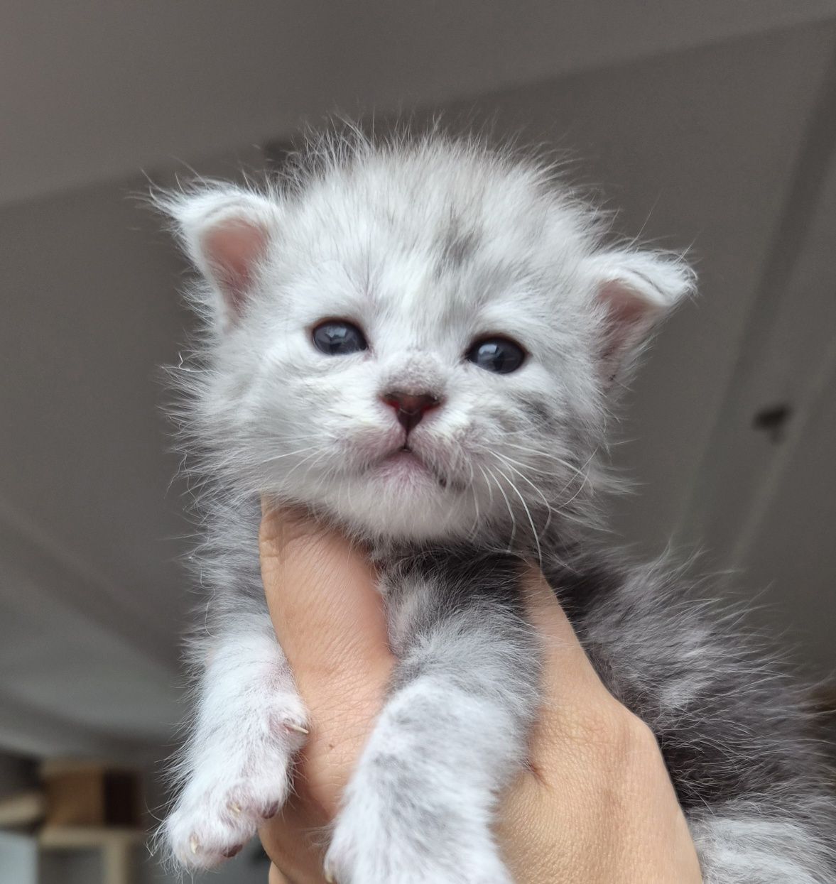 Kotka Maine coon od behawiorysty srebrna pale po championie shaded lin