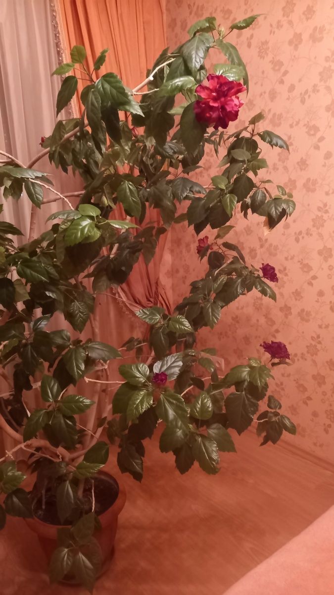 Китайська роза. Гібіскус 1.8 метра
