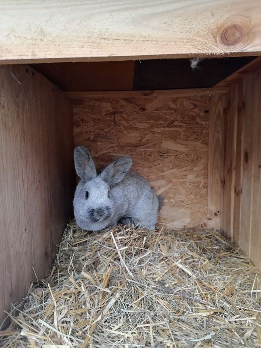 Króliki belgijskie 3samice 1 samiec i 3 mlode