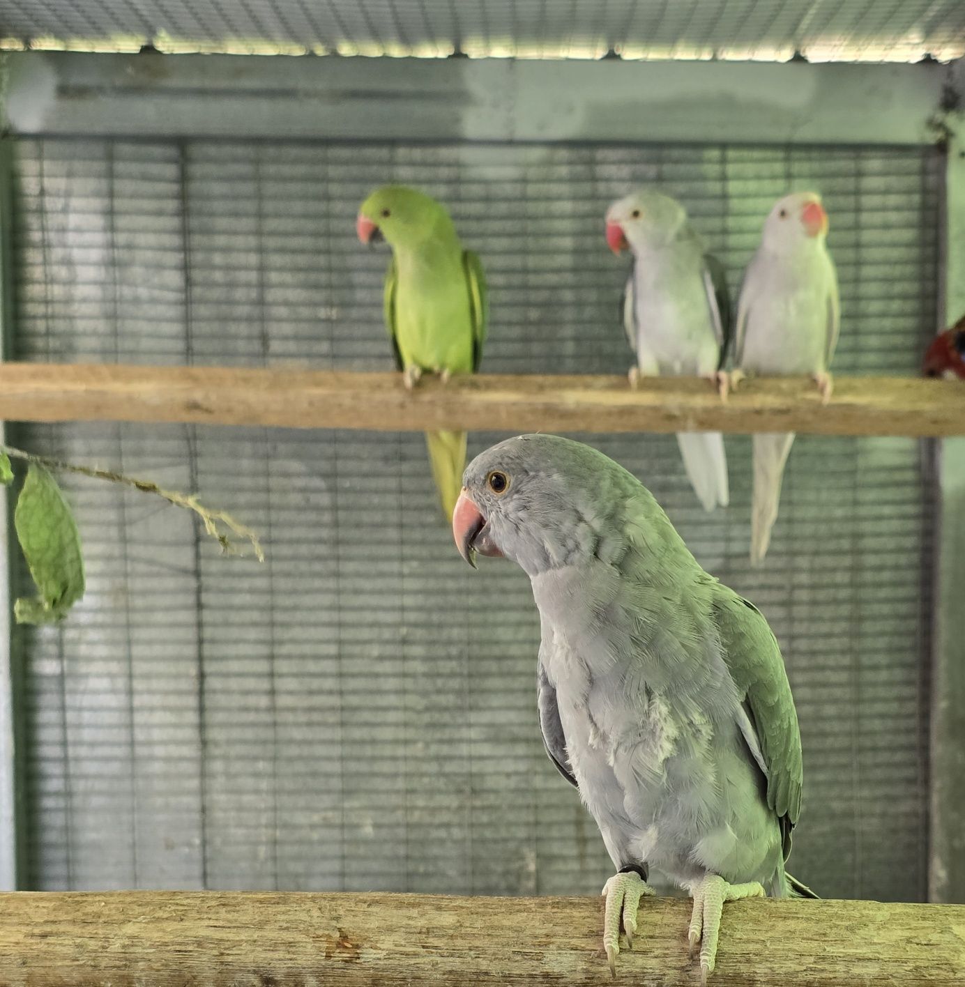 Ring necks e roselas