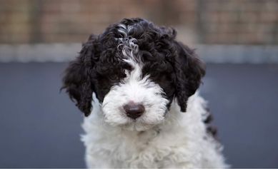 Lagotto Romagnolo FCI