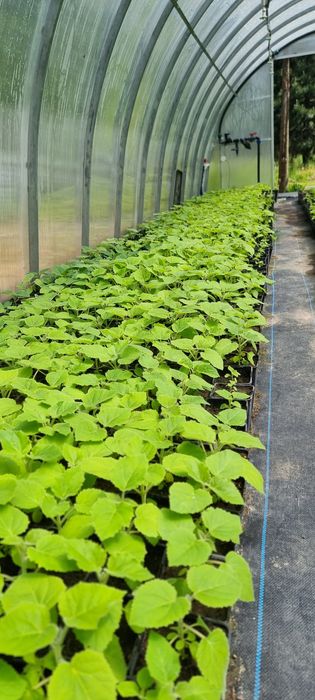 Paulownia Shang Tong - Dwuletnie sadzonki szybko rosnące. PRODUCENT