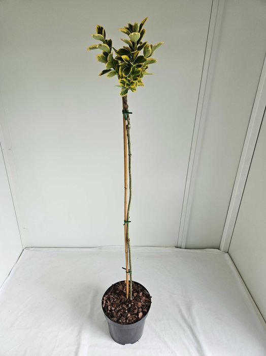 Trzmielina Fortunea 140cm – ozdobna forma szczepiona na pniu C5