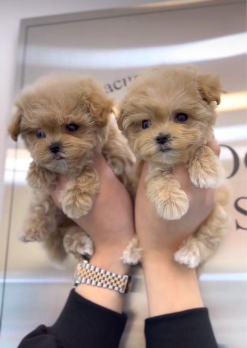 Преміальні дітки мальтіпу. Цуценята мальтипу ф1 та ф2