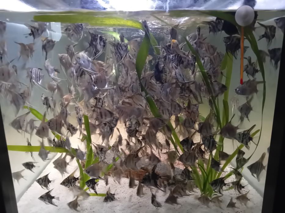 Skalary mix różne wielkości