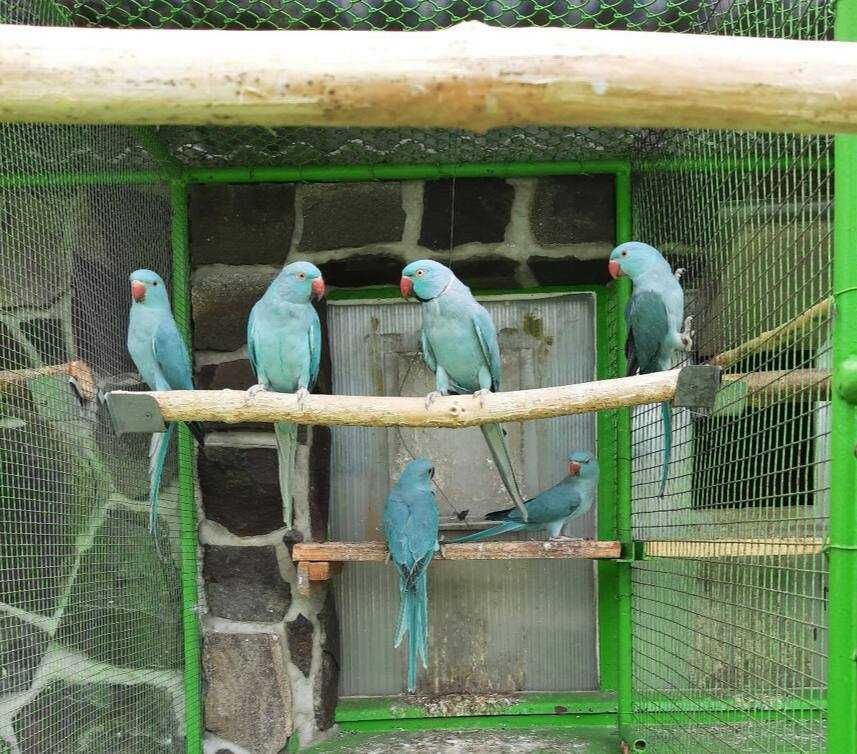Ожереловый попугаи – отличный способ разнообразить вашу жизнь