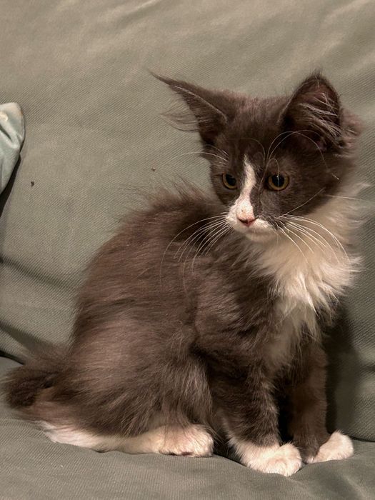 Dostojny Kocurek Maine Coon