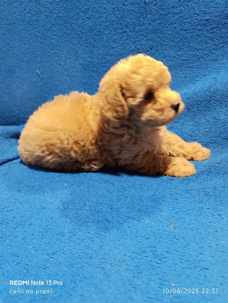 Caniche toy macho
