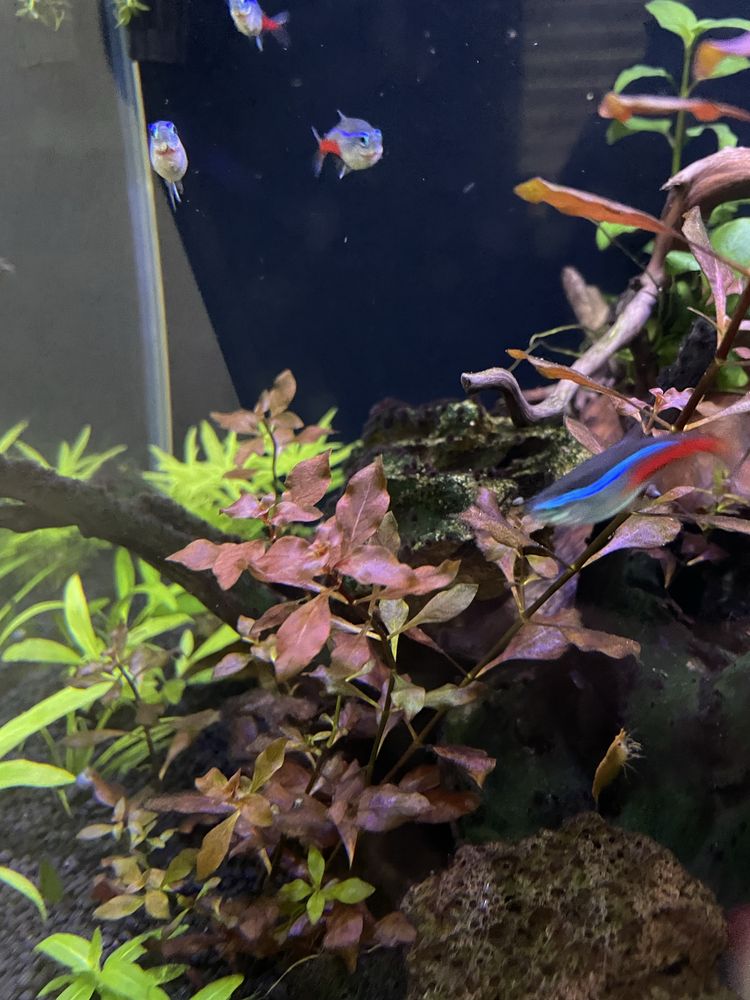 LUDWIGIA MINI SUPER RED. Hodowla podwodna . Roslina akwariowa