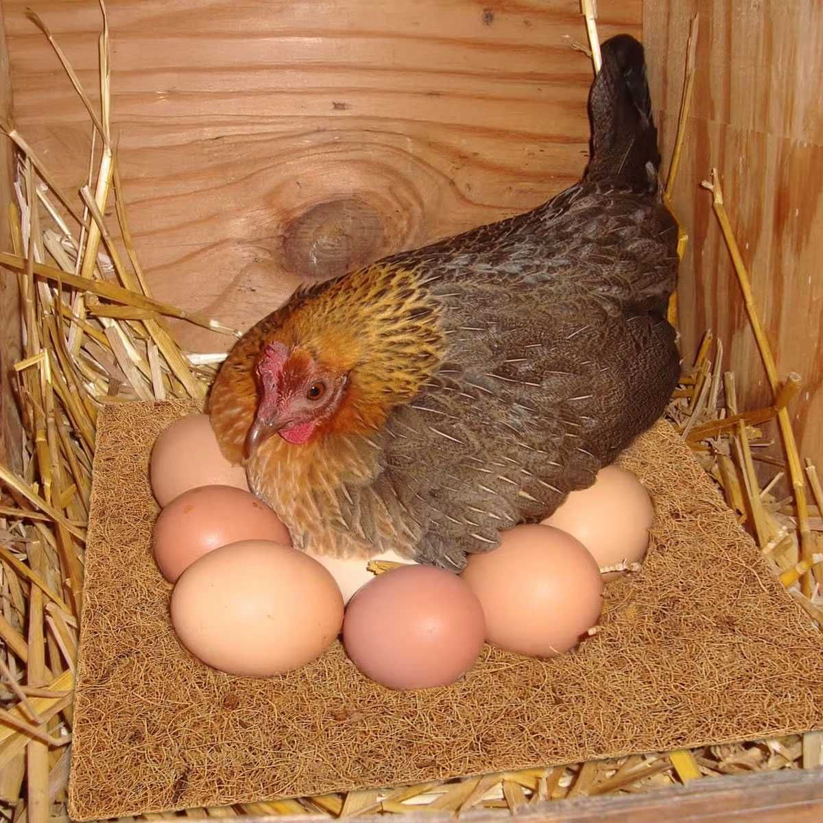 Mata Do Gniazd Dla Kur - Naturalne Włókno Kokosowe - Pakiet 10 SZTUK !