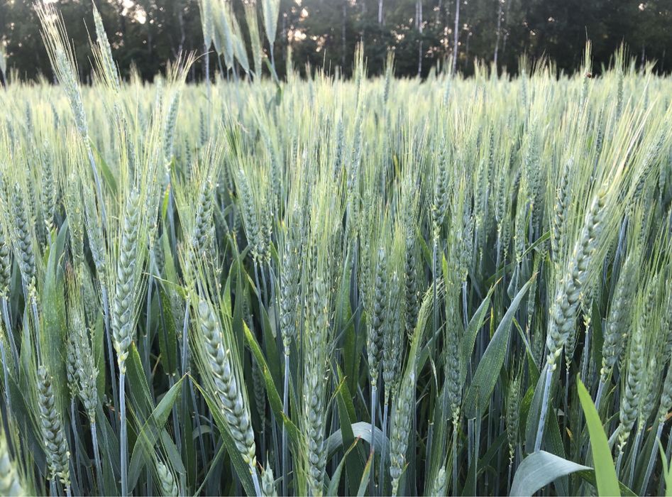 Owies/pszenica/słoma/ziemniaki