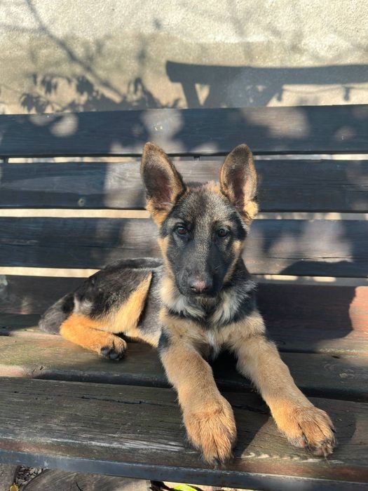 Цуценя німецької вівчарки