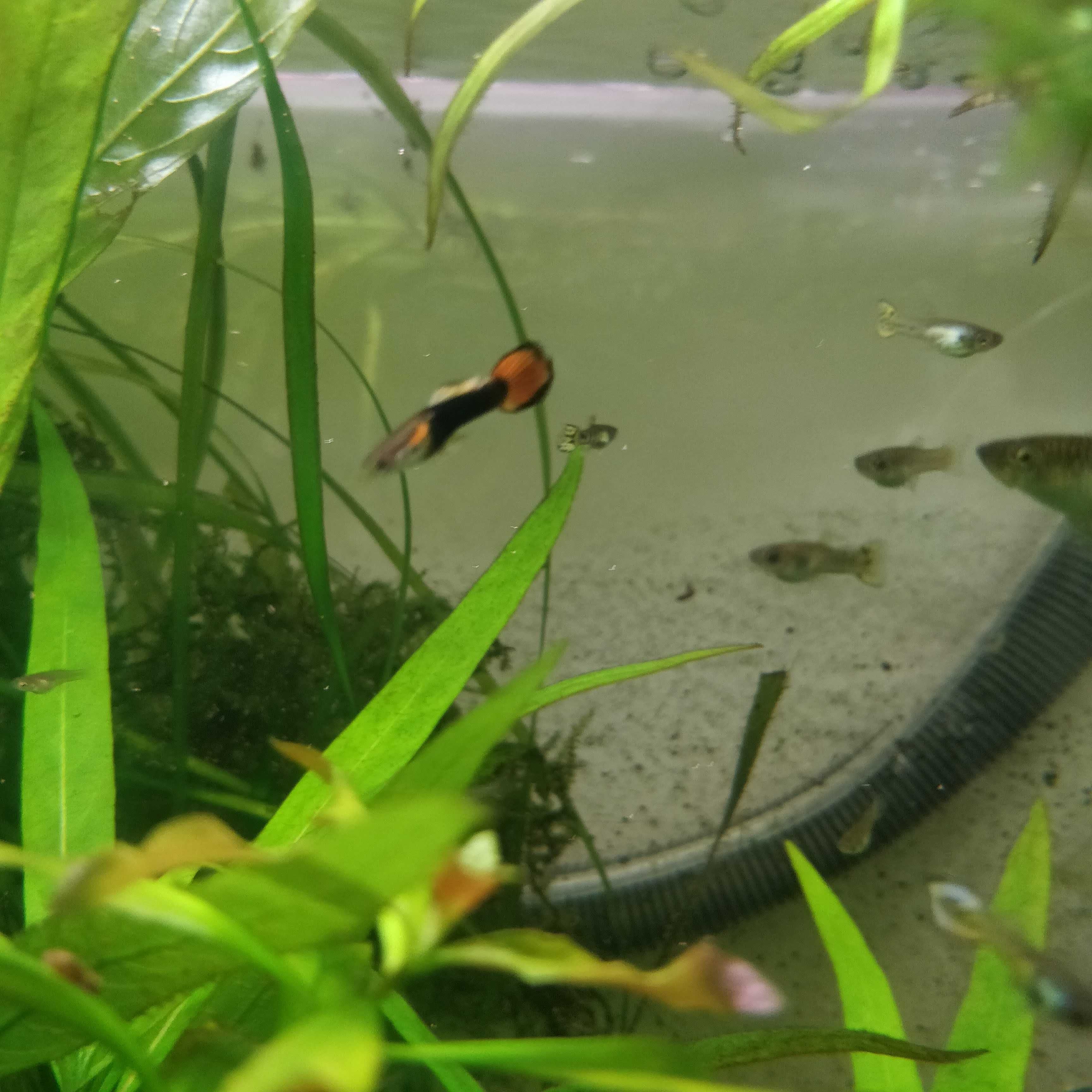 Gupiki narybek z własnej hodowli 3 cm