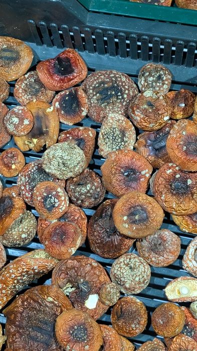 Капелюшки Королівські