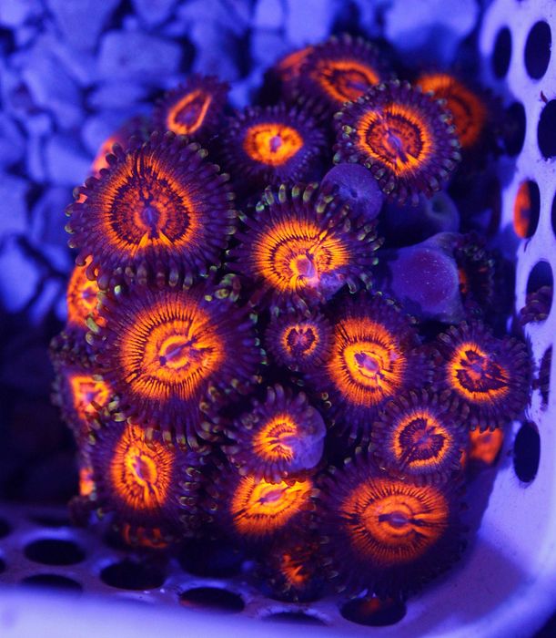 Zoanthus Armor Of Good 7 Polipów ZOA Śliczny Mega FLUOLAMPS.PL WYSYLKI