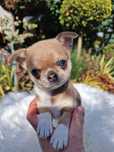 Chihuahua piesek kolor sable z Hodowli Bajeczne Urwisy