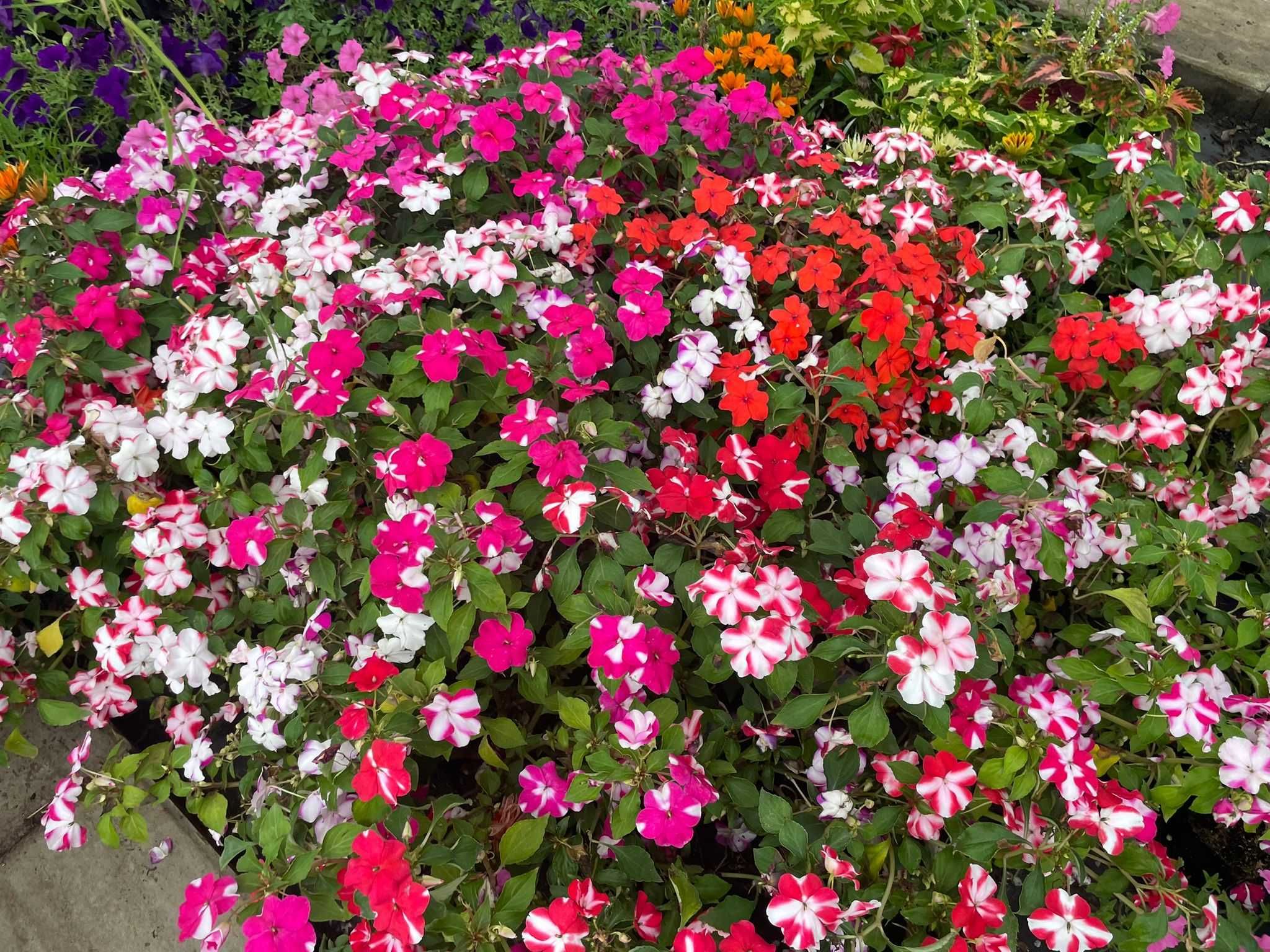 WYPRZEDAŻ / LIKWIDACJA - kwiaty Vista, Pelargonia, Begonia
