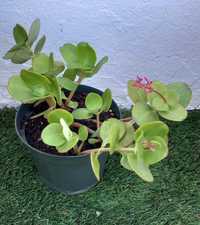 Planta crassula multicava(flor de mosquito) natural 4€