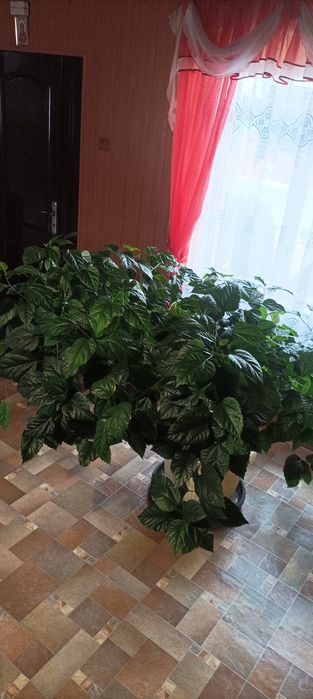 Роза  китайська.