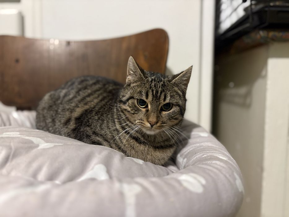 Super kotek szuka domu - adopcja