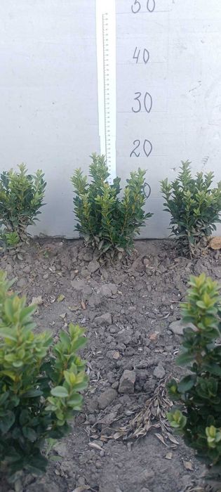 самшит, є різні розміри