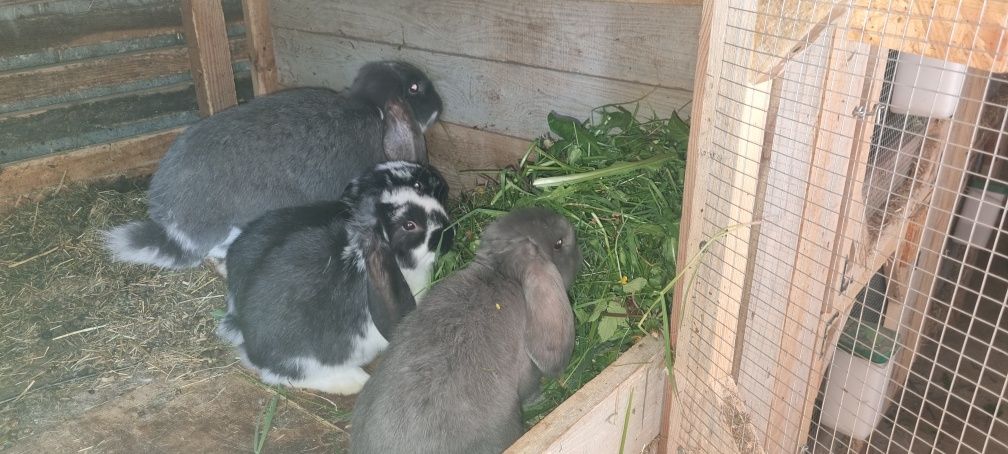 Belgi barany francuskie zapraszam do opisu