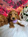 *Cockapoo* bardzo ciemna RED suczka BADANIA genetyczne, rodowód