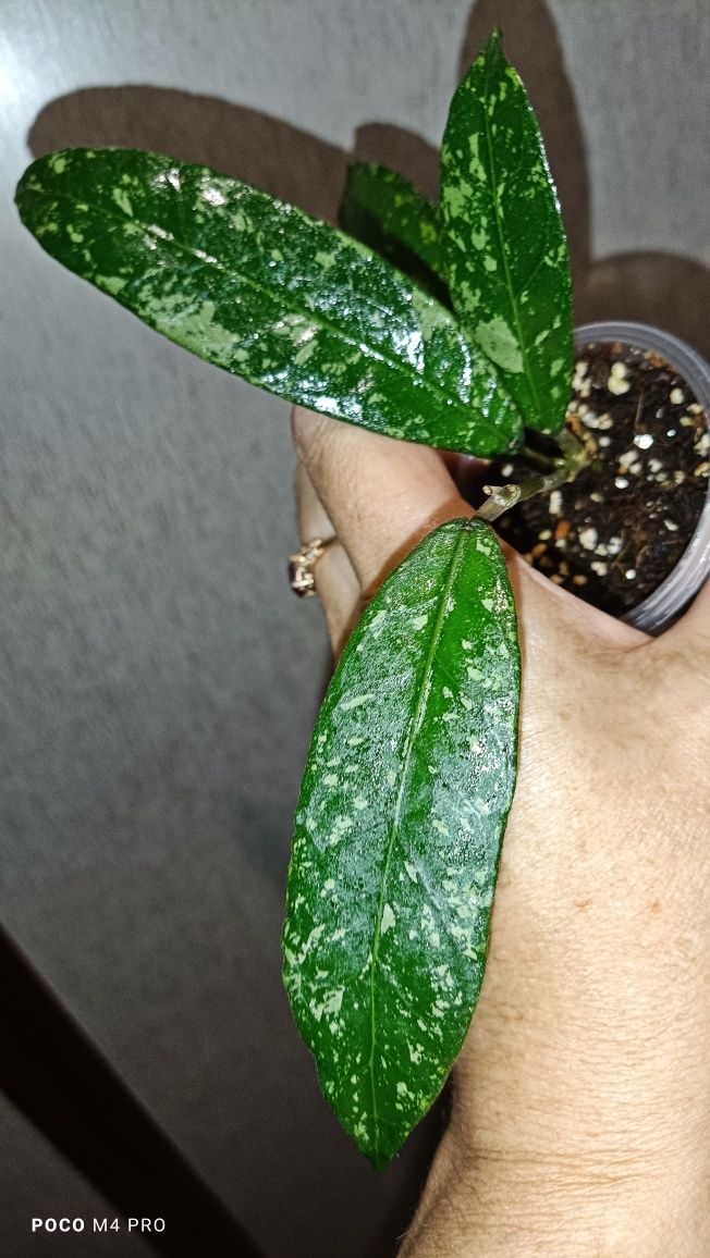 Хойя sp.Aceh long leaves splash
